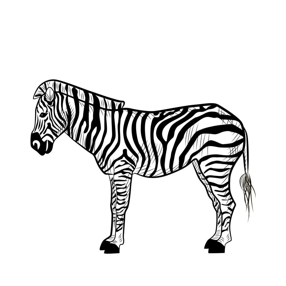 zebra isolerad på vit bakgrund. skiss grafisk randig djur savann i gravyr stil. vektor