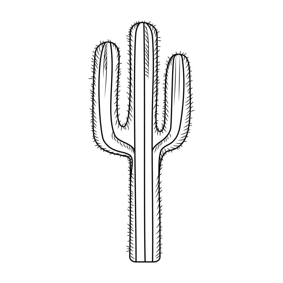 hand gezeichneter kaktus lokalisiert auf weißem hintergrund. gravur im vintage-stil. vektor