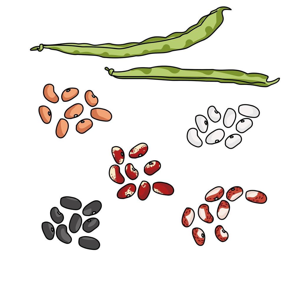 gröna haricotbönor och frövarianter av olika sorter och färger, mörka och ljusa bönor, baljväxter för matlagning vektor