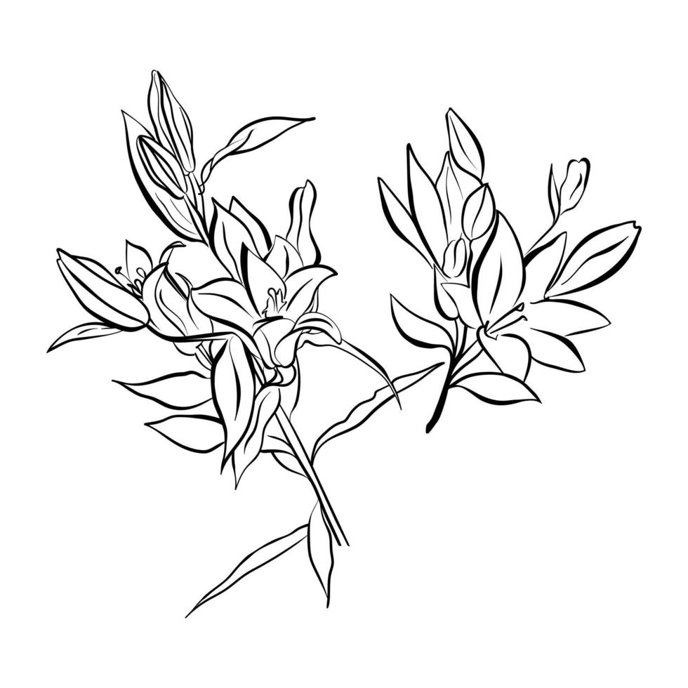 set lilja blomställning knoppar och blommor, svart och vit grafik. linjekonst. vektor illustration