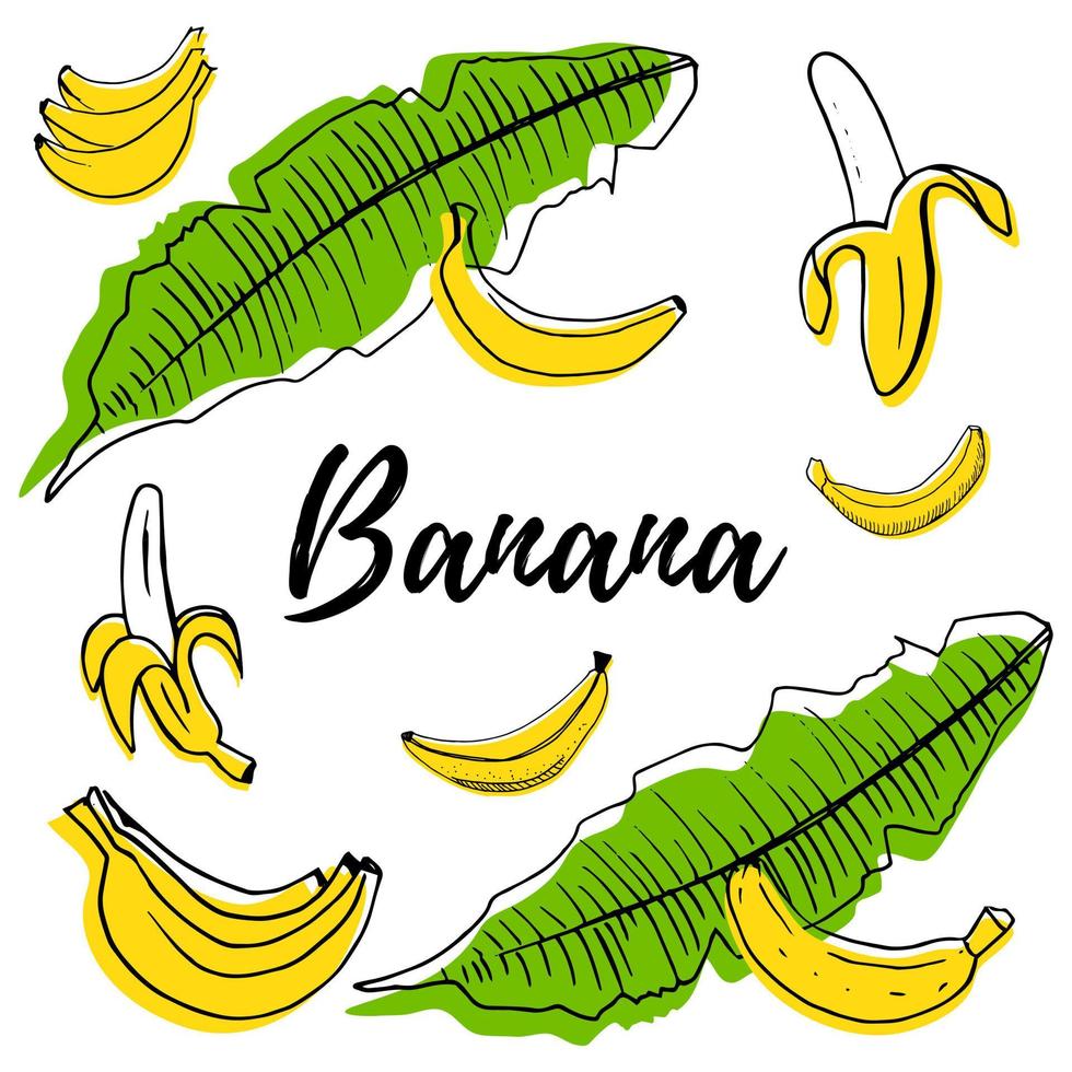 hand gezeichneter fruchtbananensatz mit farbformvektorillustration lokalisiert auf weißem hintergrund. ganze, teile, blätter und brunches skizzenstilsammlung. frisch und lecker. vektor