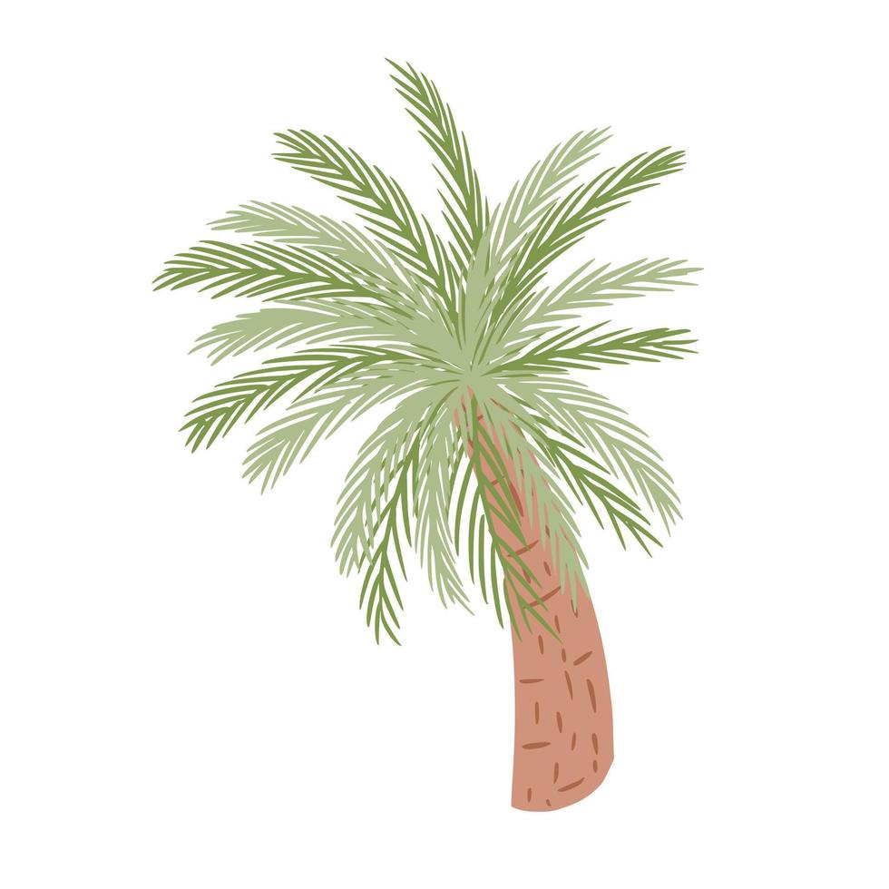 Palme isoliert auf weißem Hintergrund. abstrakte tropische pflanze mit grünem laub und dünnem braunem baumstamm. vektor
