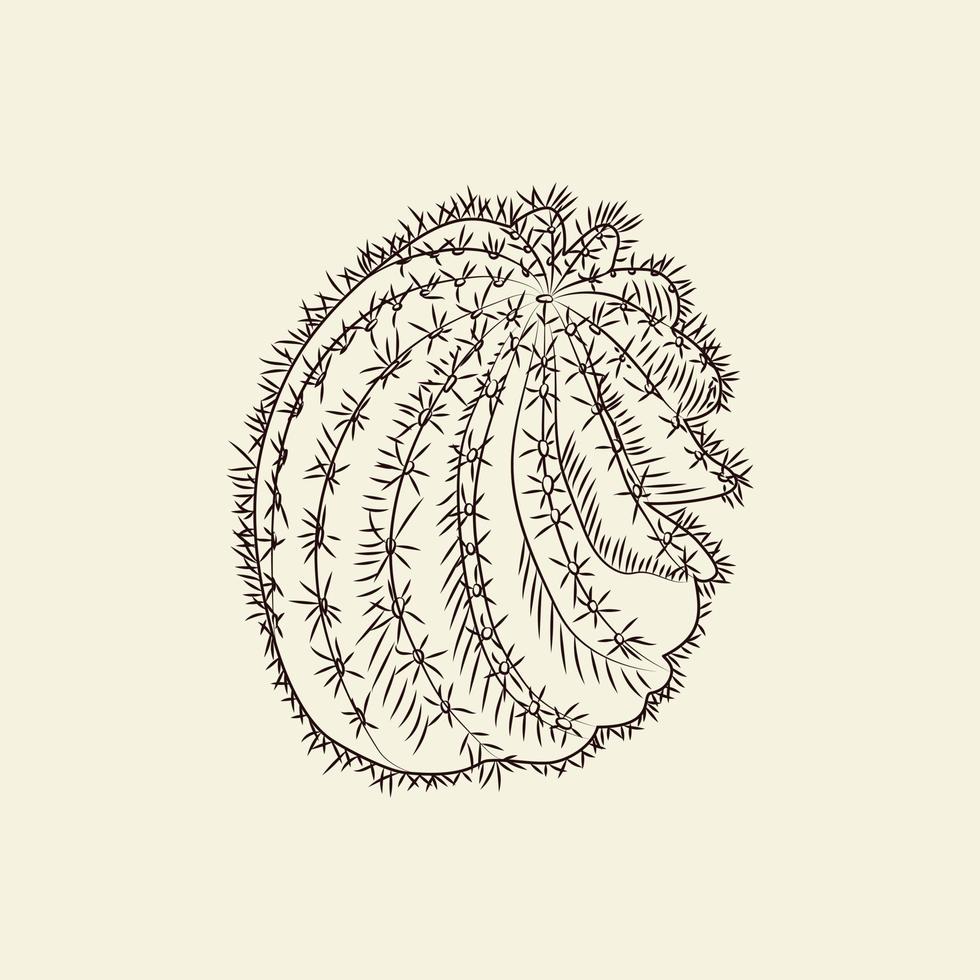 Astrophytum-Kaktus isoliert auf hellem Hintergrund. wilde Kakteenskizze. gravur im vintage-stil. vektor