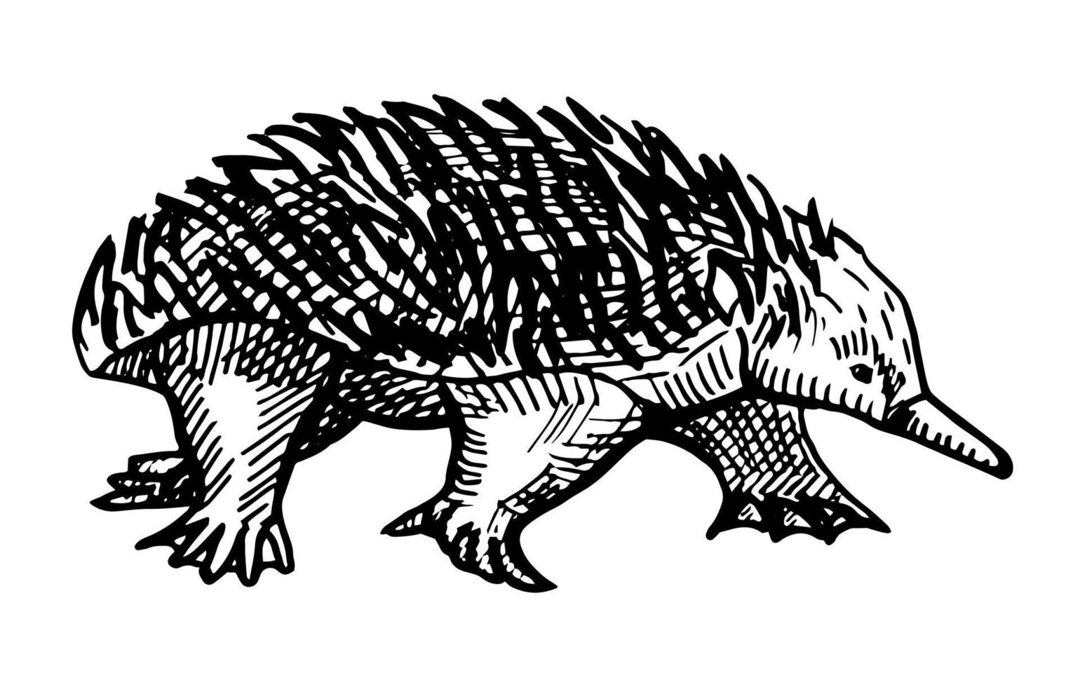 vintage illustration av echidna på isolerade vit bakgrund. vektor illustration djur från australien.