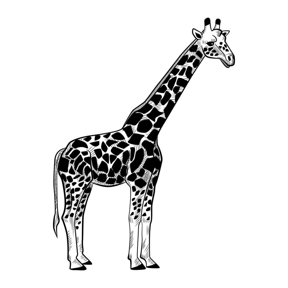 Giraffe isoliert auf weißem Hintergrund. Skizzieren Sie die grafische Tier-Langhals-Savanne im Gravurstil. vektor