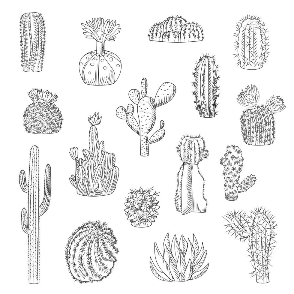 kaktus samling isolerad på ljus bakgrund i handritad stil. uppsättning av vilda kaktusar i skiss stil. suckulenta ökenväxter. vektor