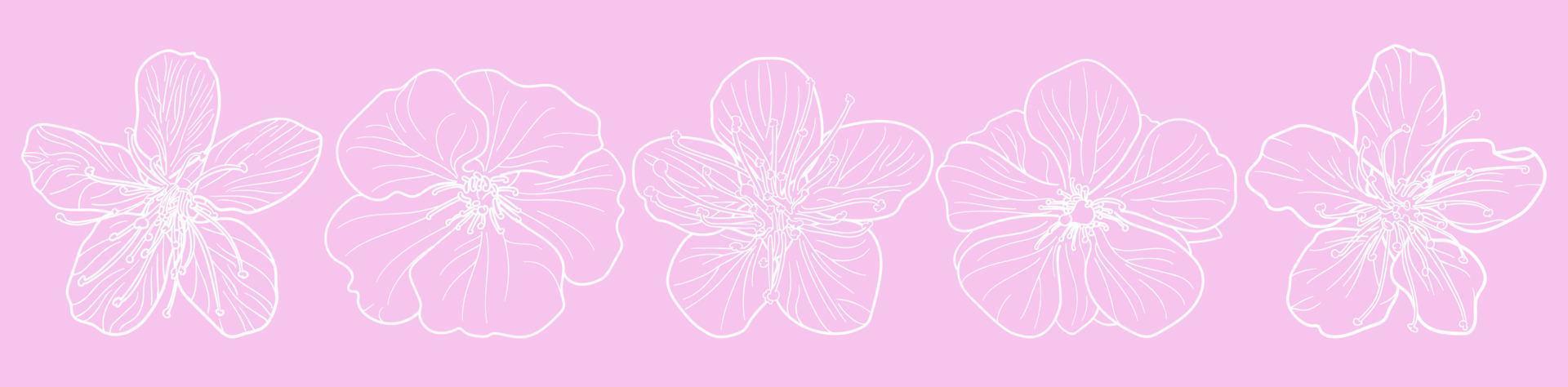 uppsättning av fem sakura blommor skisserar konst i ovanifrån sköt vektorer mot på pastellrosa tapeter