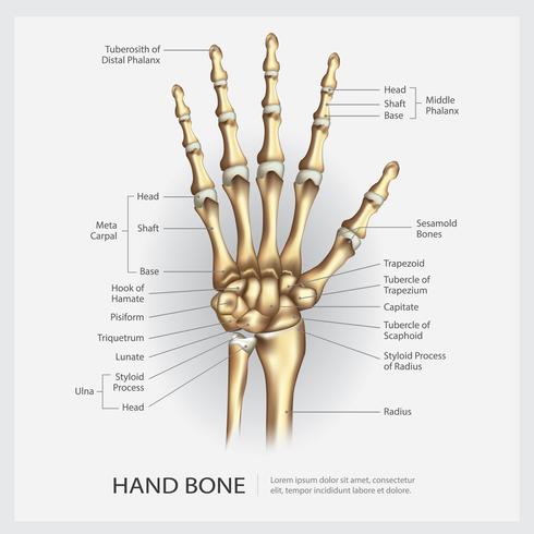 Handknochen mit Detail-Vektor-Illustration vektor