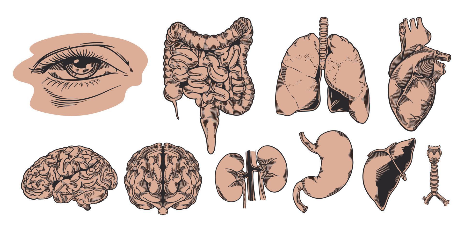 set hand gezeichnet von der menschlichen anatomie. innere Organe studieren und strukturieren. vektor