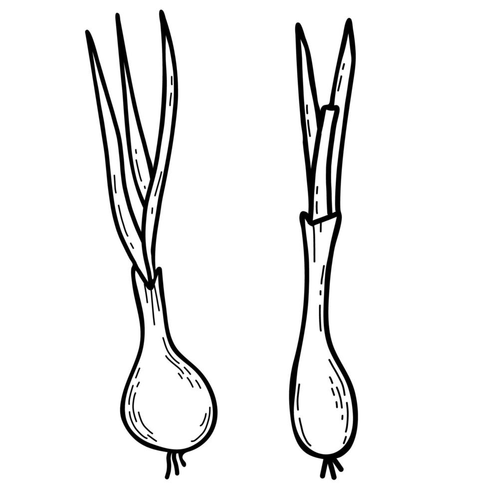 Gemüse. Zwiebel. schöne essbare Pflanze - Zwiebel mit Federn. Vektor-Illustration. hand gezeichnetes lineares gekritzel, umriss für design, dekor und dekoration vektor