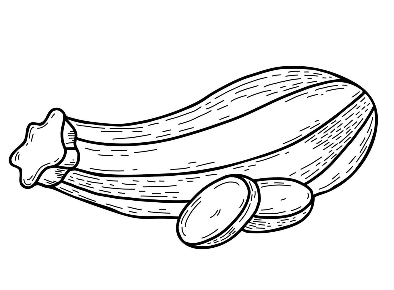 grönsaksmärg. vackra avlånga randiga zucchini och hackade bitar av grönsaker. vektor illustration. linjär handritning i doodle stil, kontur för design, inredning och dekoration