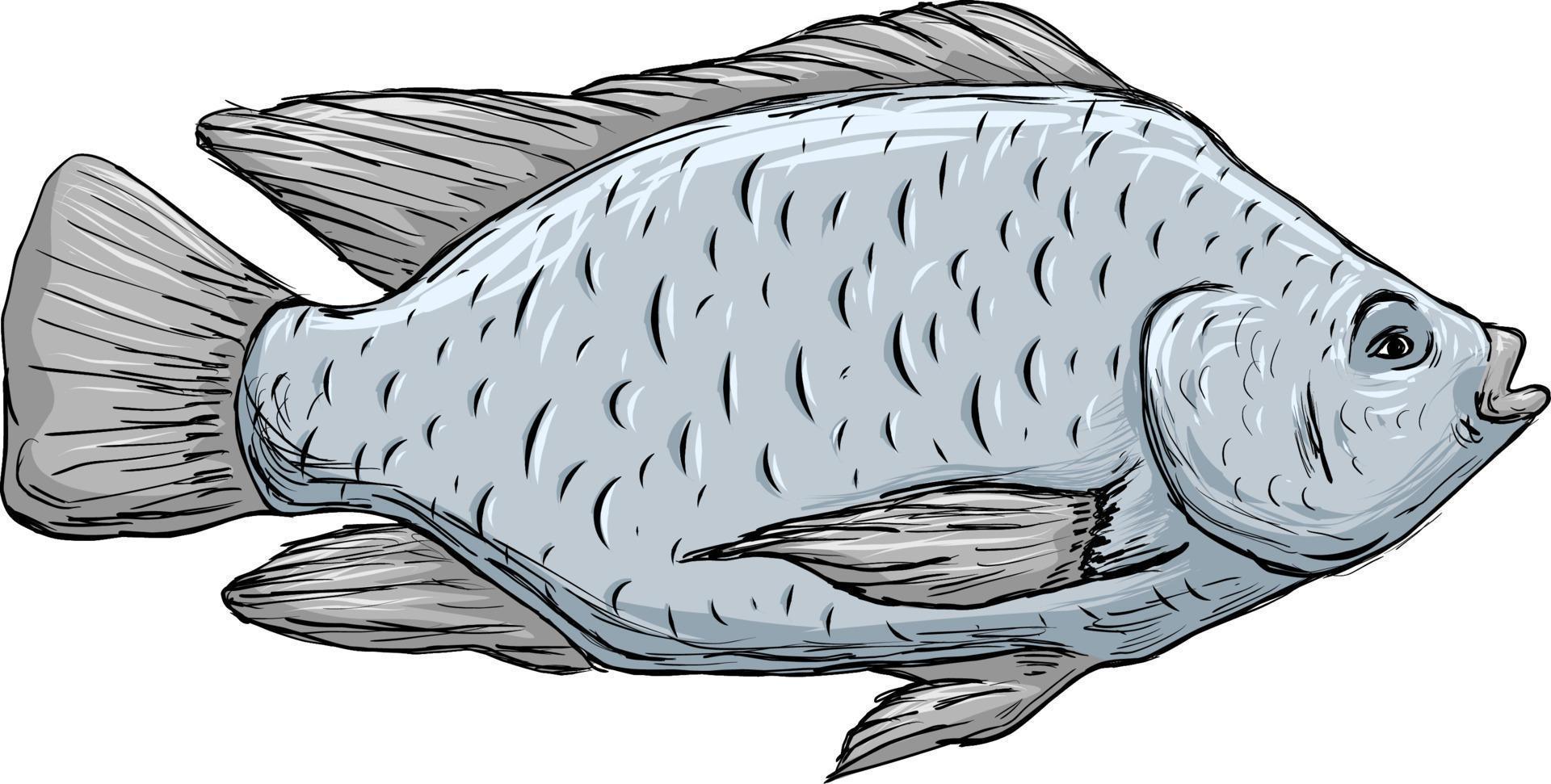 rå skaldjur tilapia fisk vektor