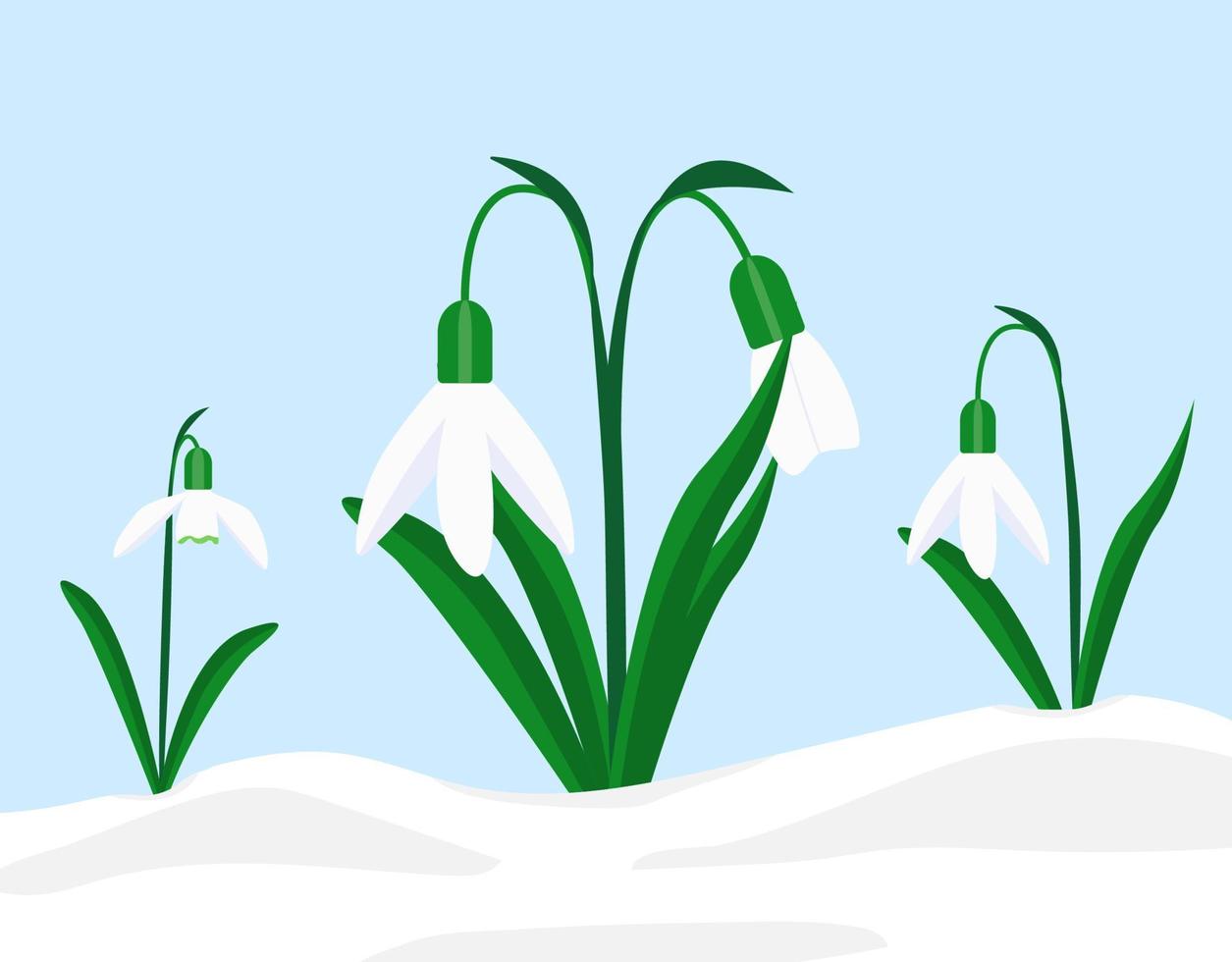 erste frühlingsblumen schneeglöckchen vektorillustration vektor