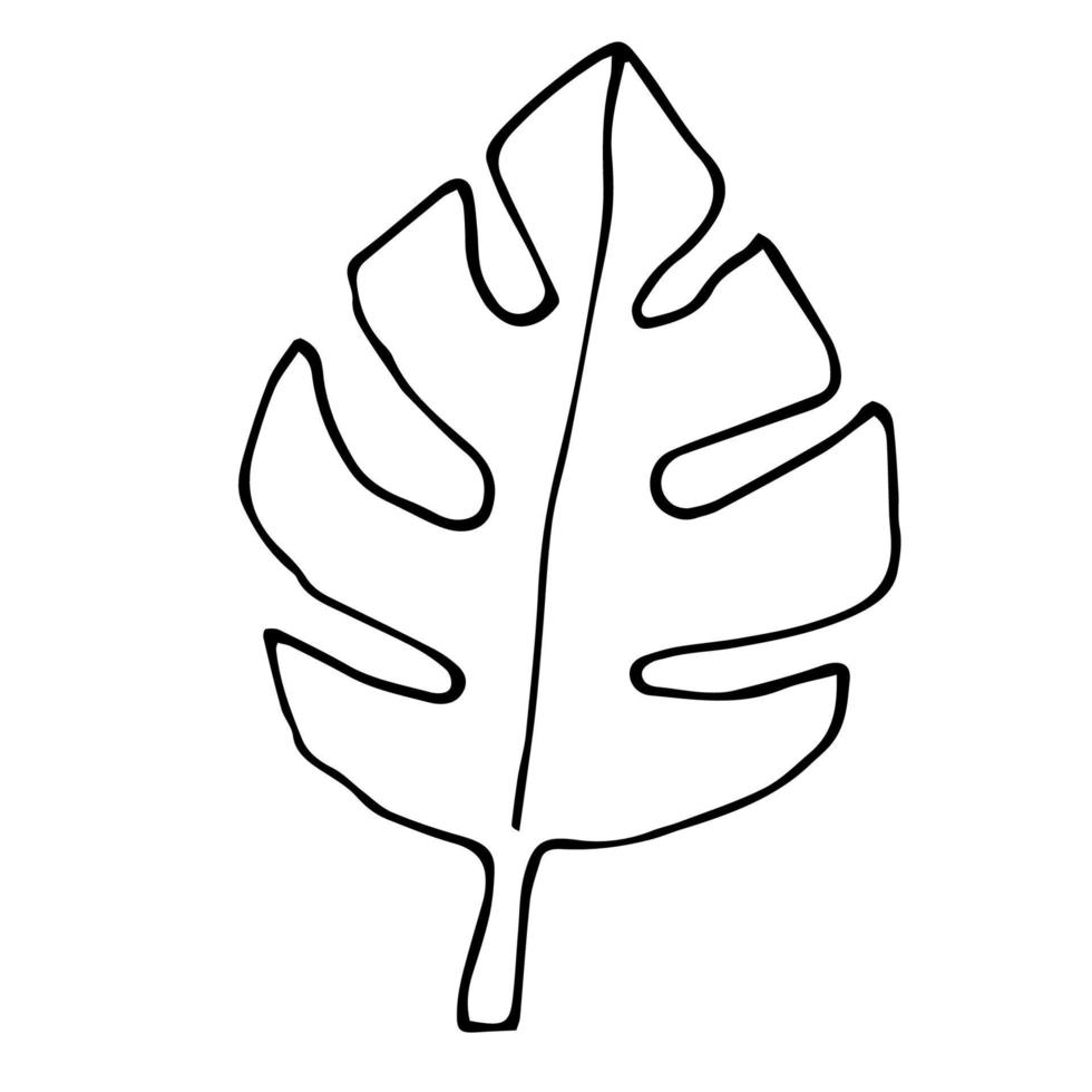 Cartoon-Doodle-Monstera-Blatt isoliert auf weißem Hintergrund. florales Element, tropisches Zweigsymbol. vektor