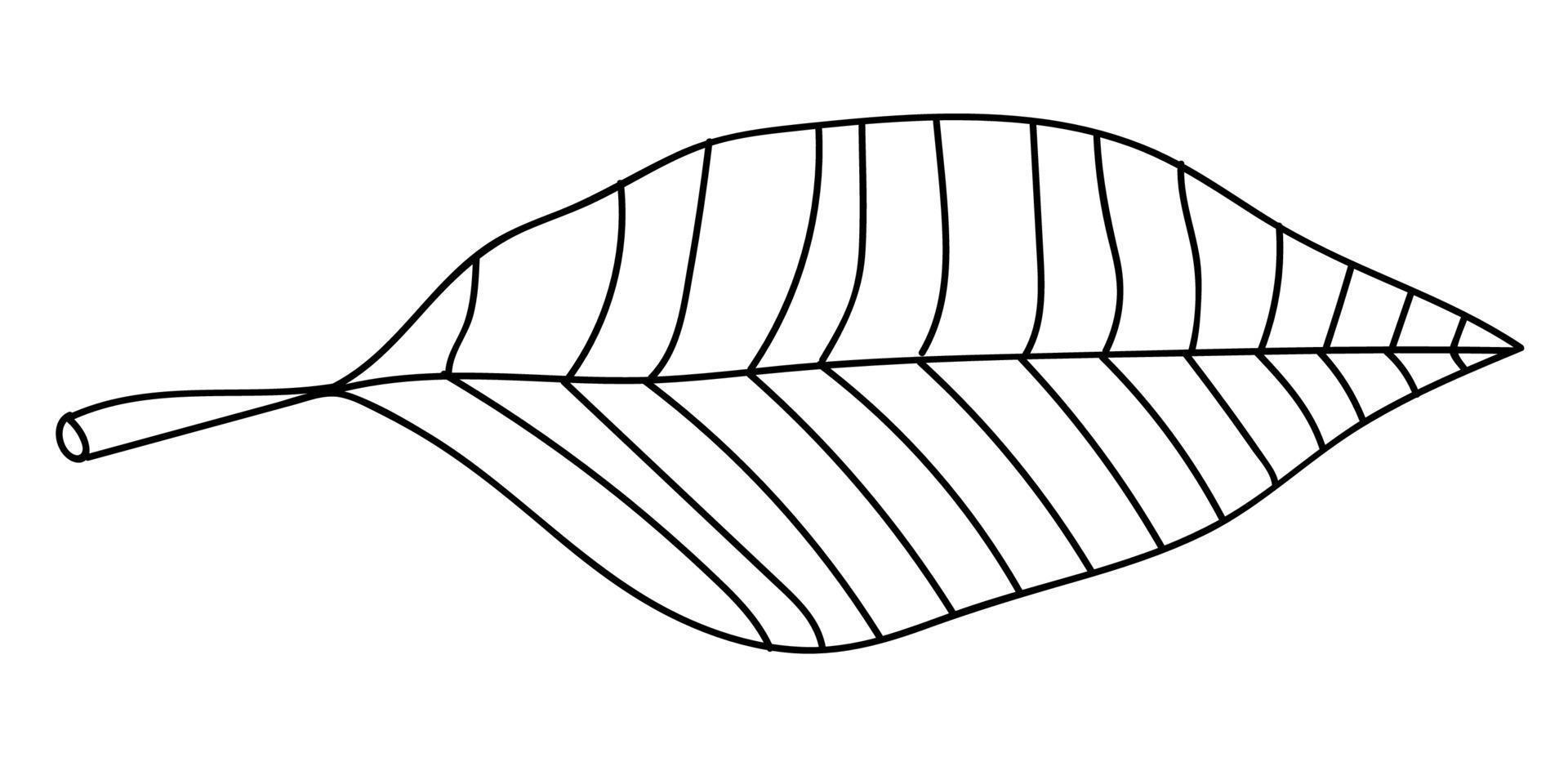 tecknad linjär doodle palmblad isolerad på vit bakgrund. vektor