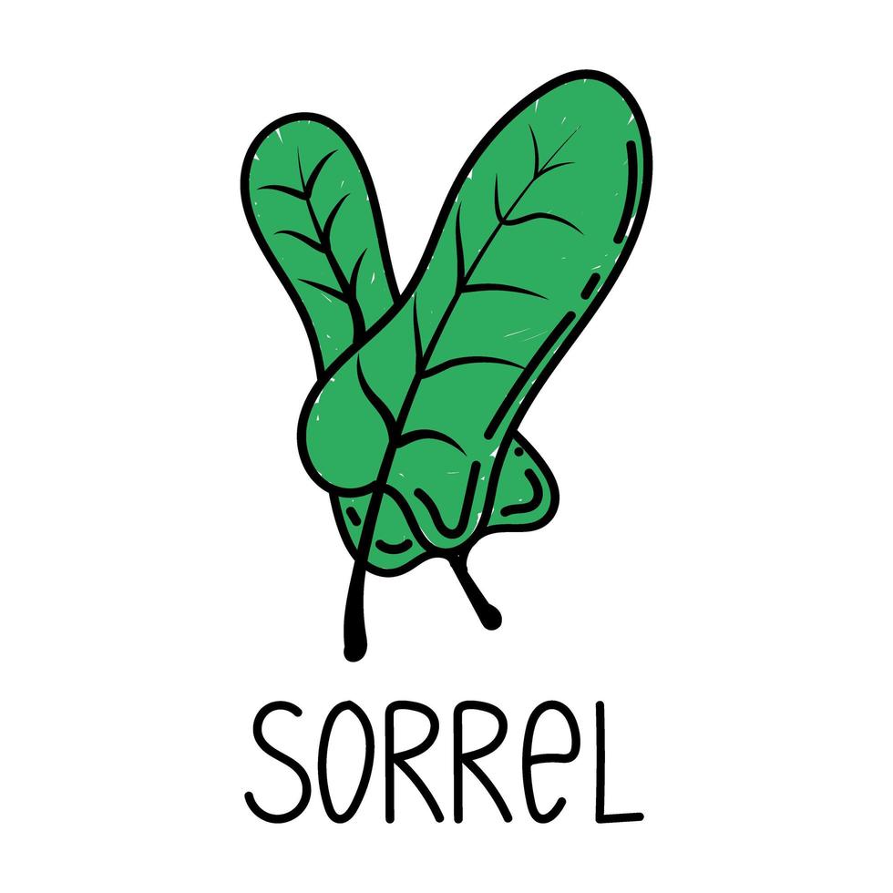 syra, en handritad doodle stilelement. logotyp och emblem förpackningsdesignmall - kryddor och örter - syrablad. logotyp i en trendig linjär stil. vektor