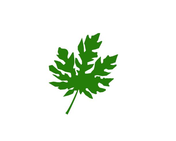 Leaf blommönster mönster och symboler på en vit bakgrund vektor