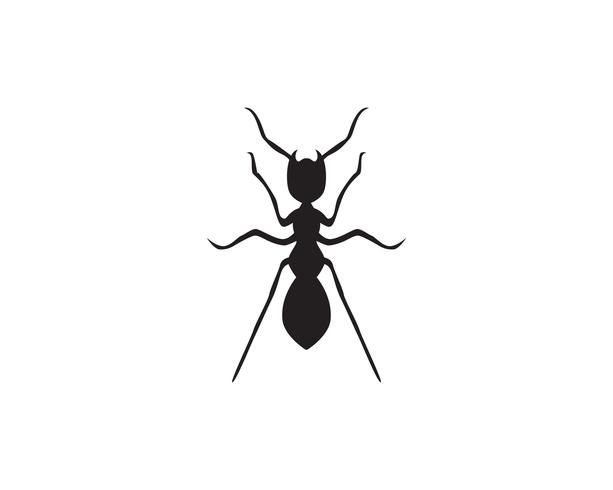 Ant Logo mall vektor illustration design