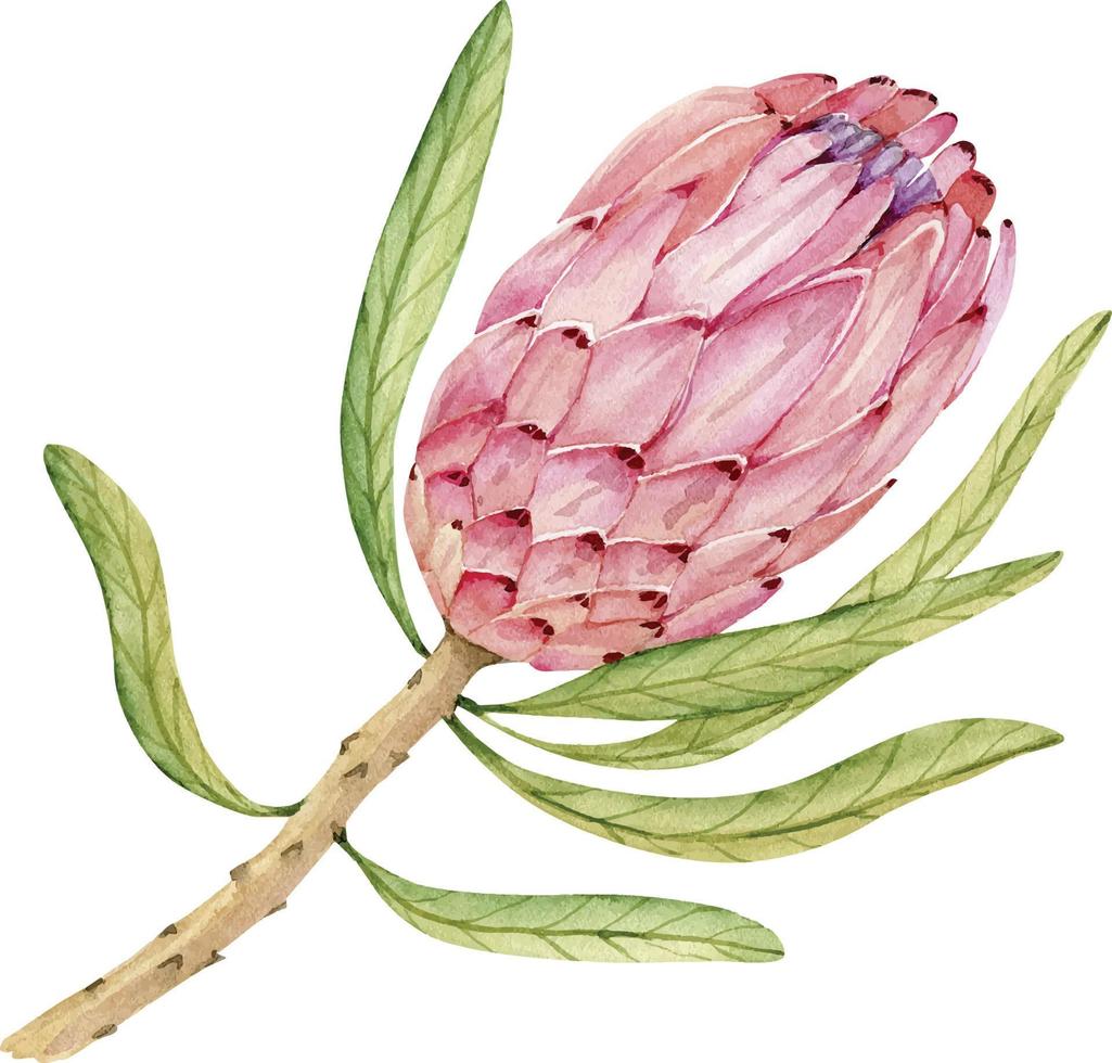 akvarell illustration av tropisk blomma protea. vektor