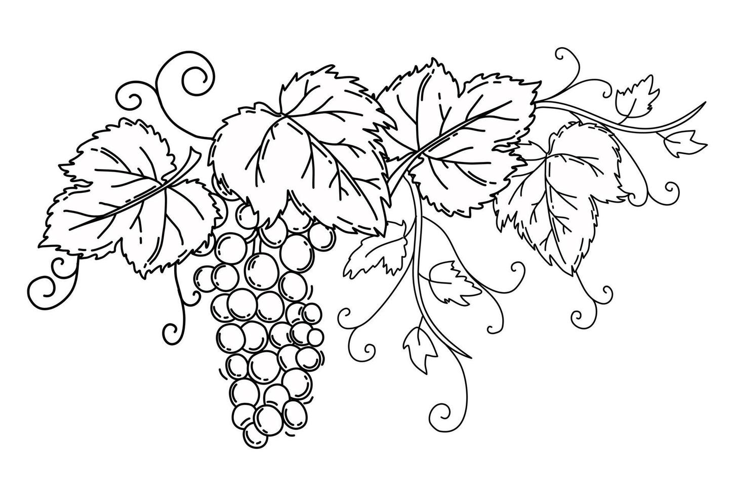 Weintraube mit Blättern. schwarzer Umriss auf einem isolierten weißen Hintergrund. Ranke. Vektor. vektor