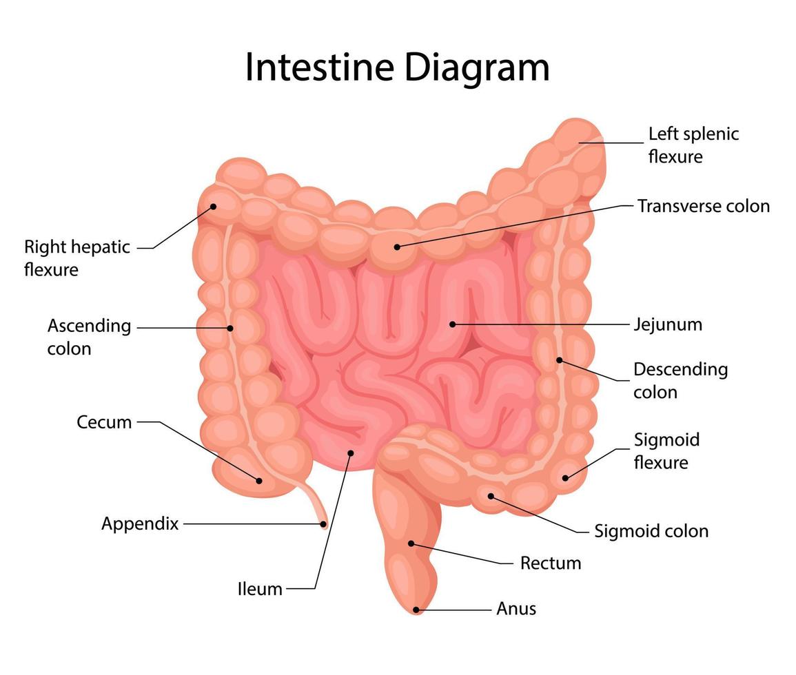 Anatomie des Dünn- und Dickdarms. inneres menschliches Organ, Verdauungstrakt. Vektor-Illustration isoliert auf weißem Hintergrund. vektor