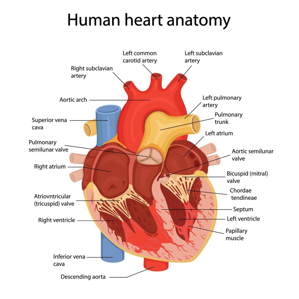 eine handgezeichnete Illustration der Anatomie des menschlichen Herzens mit angedeuteten Hauptteilen. Vektorillustration im Cartoon-Stil vektor