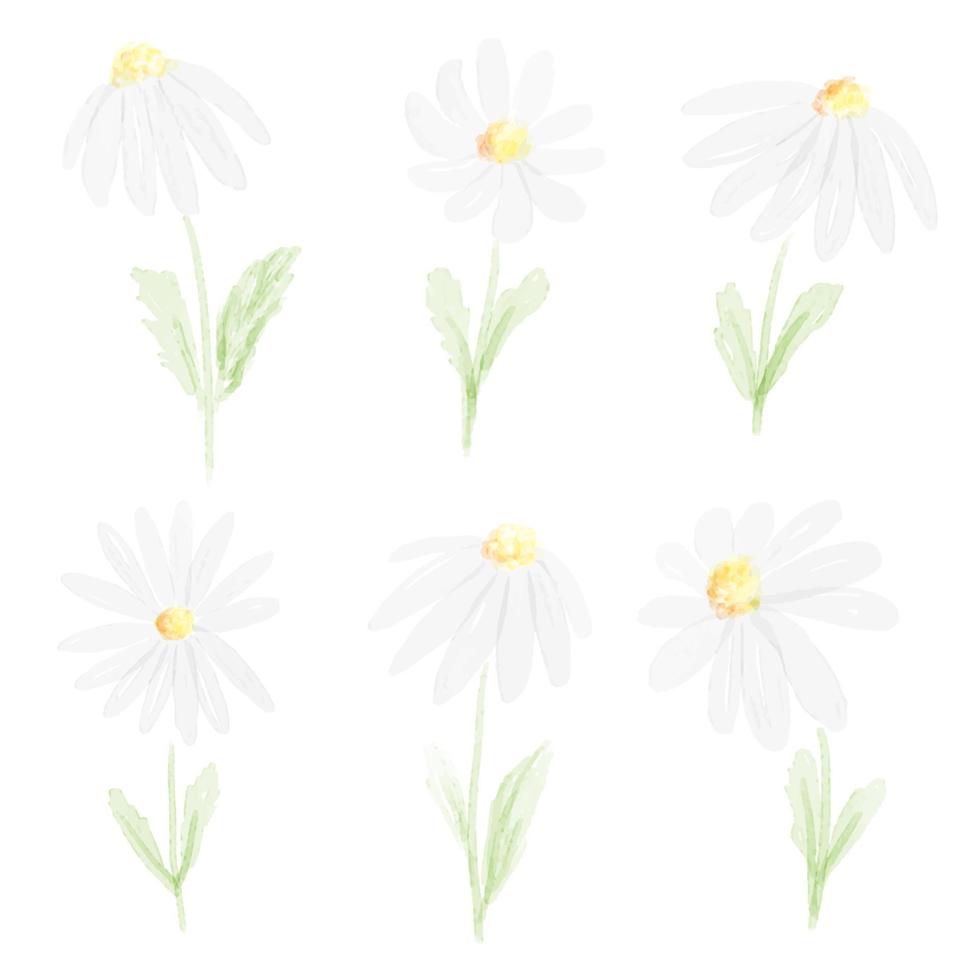 Aquarell weiße Gänseblümchen-Sammlung auf weißem Hintergrund isoliert vektor