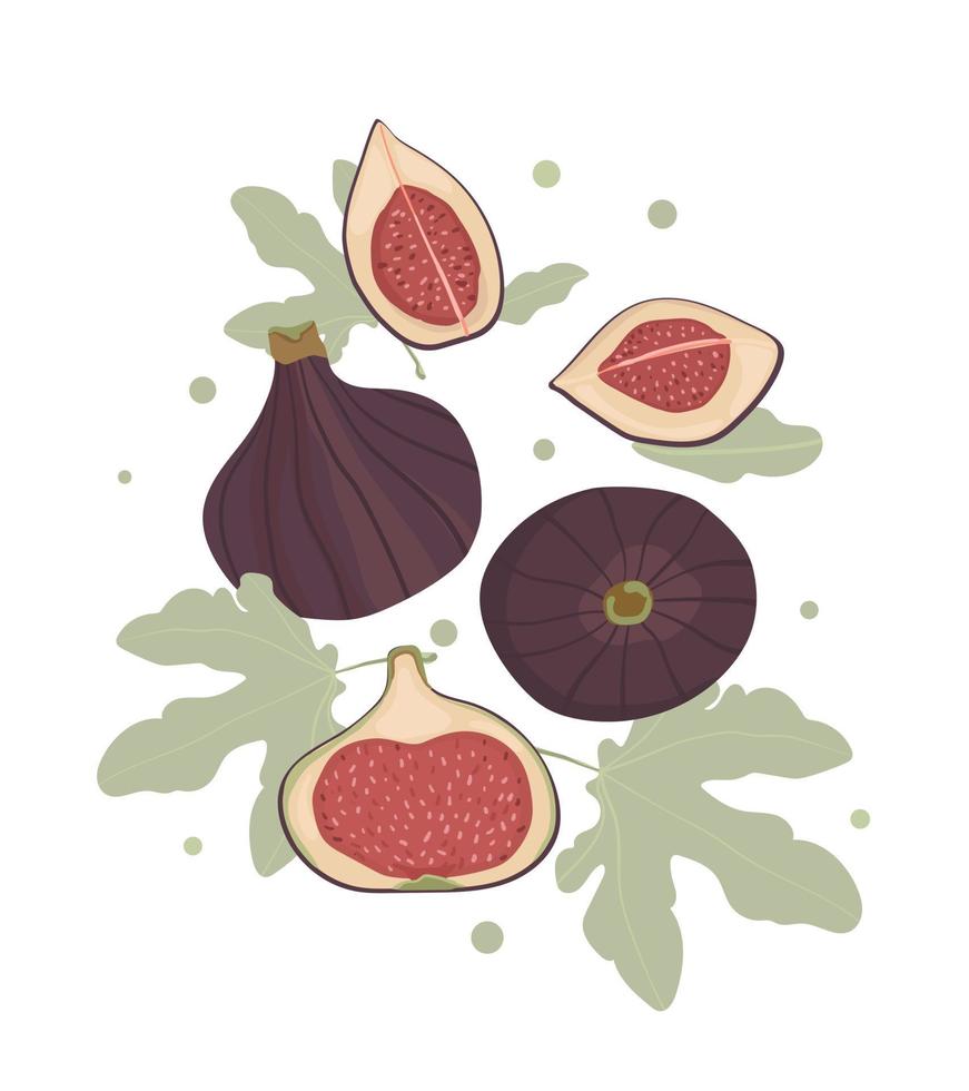 exotisk frukt fikon. sommarfrukt, hel frukt och hälften. vektor illustration tecknad platt ikon isolerad på vit bakgrund