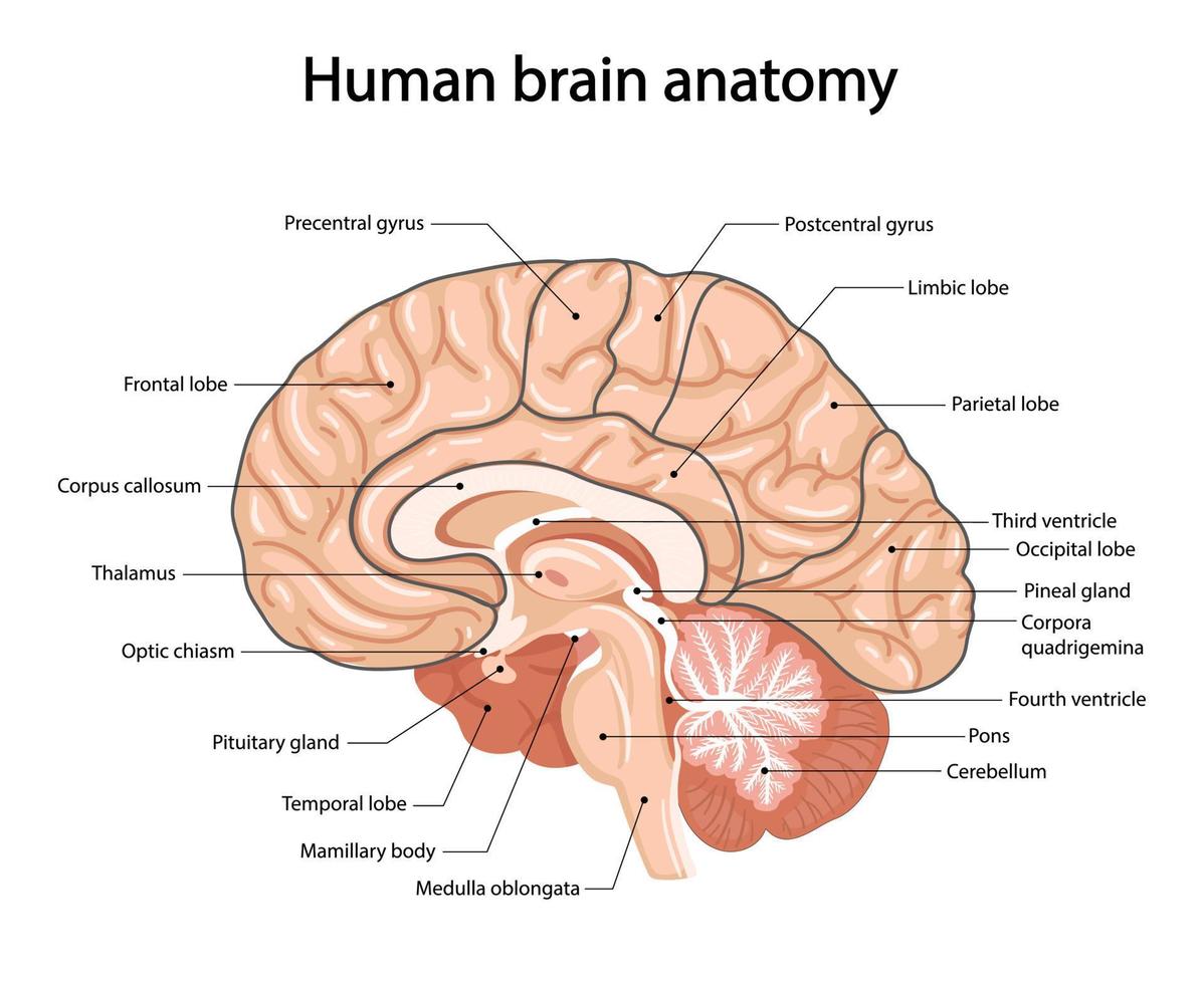 mänsklig hjärna, anatomisk illustration i tecknad stil vektor