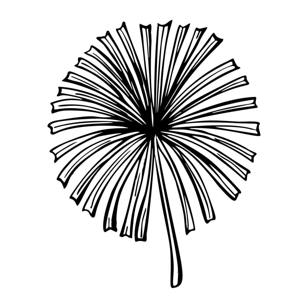 palmblattskizze isoliert. retro fan branch tropische pflanzen im handgezeichneten stil. vektor