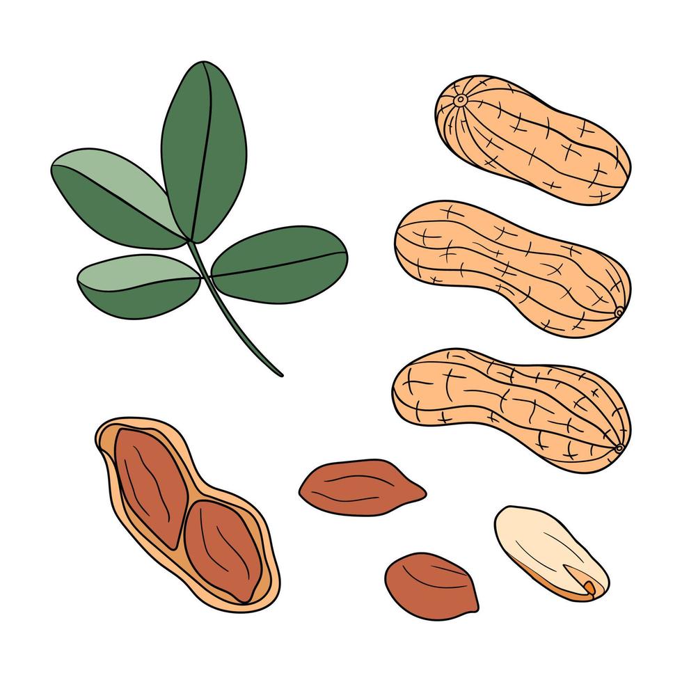 Reihe von handgezeichneten Erdnüssen vektor