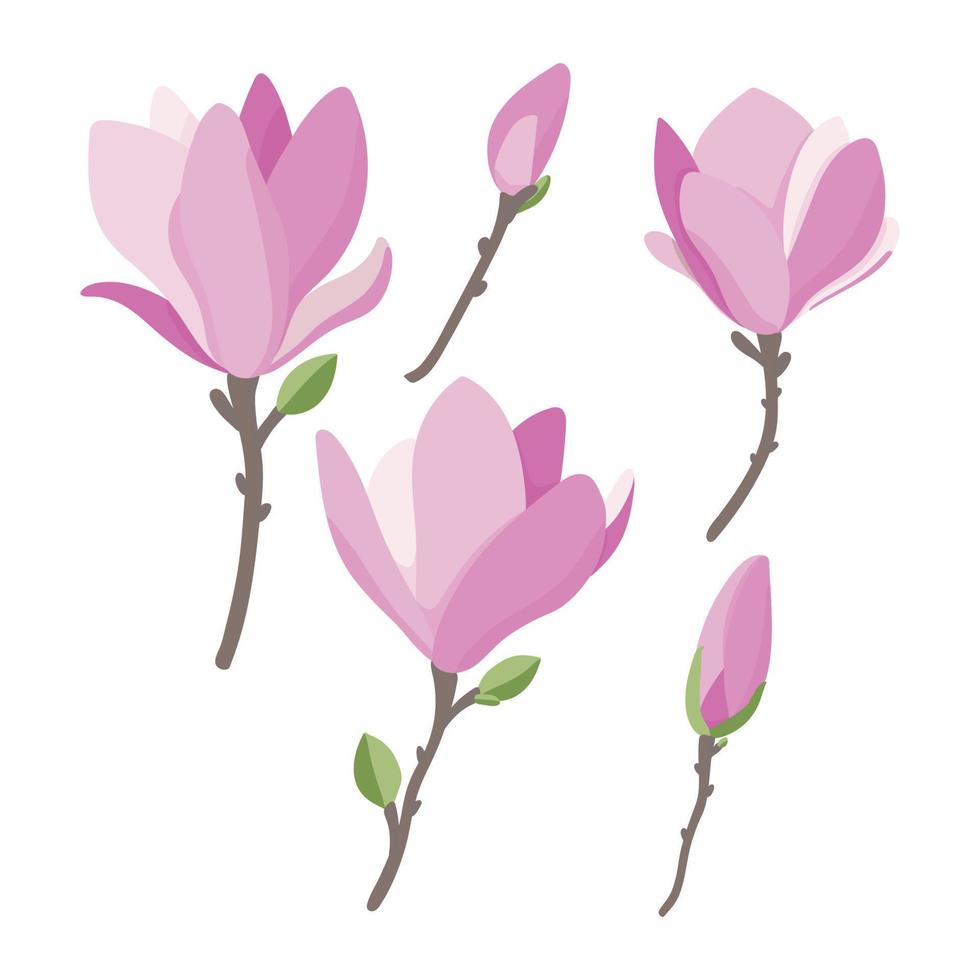 uppsättning magnolia blommor och knoppar vektor