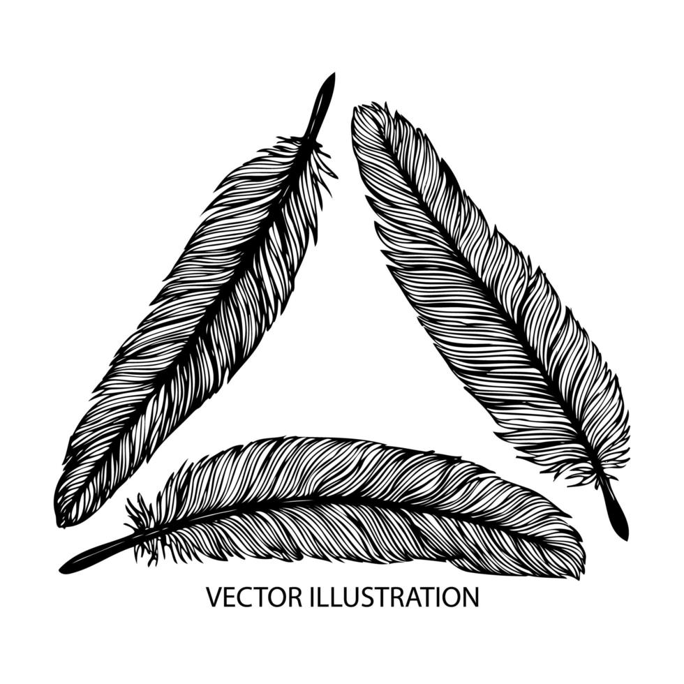 handgezeichnete Federn vektor