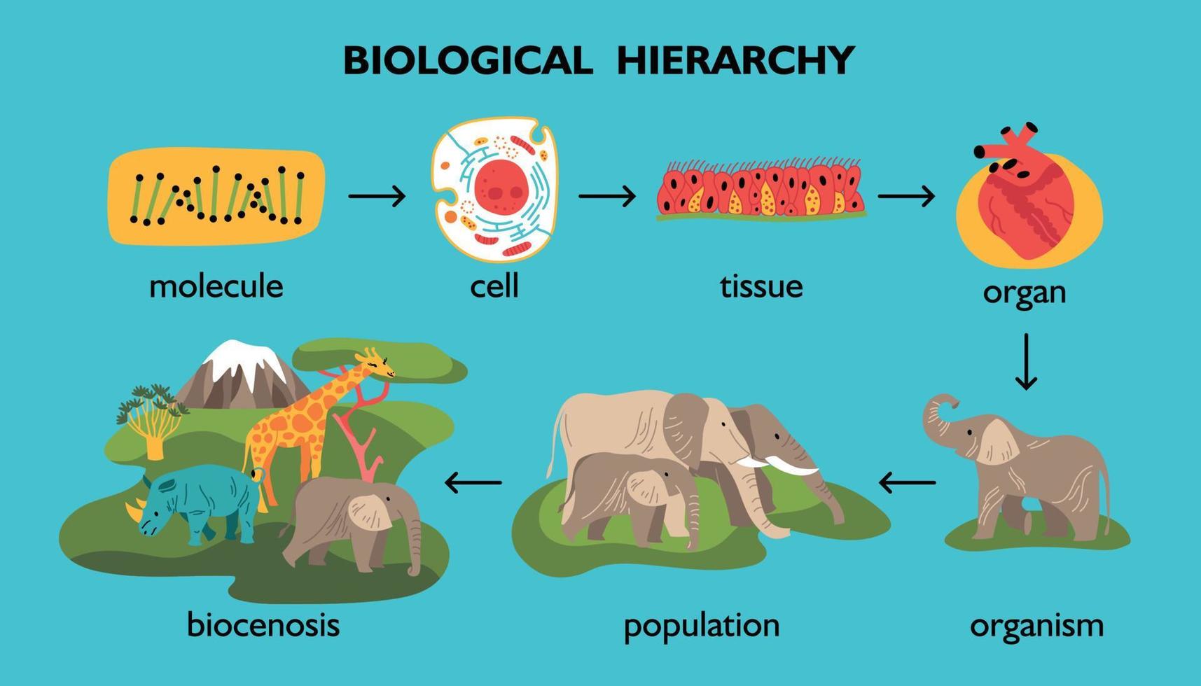 färgflödesschema för biologisk hierarki vektor