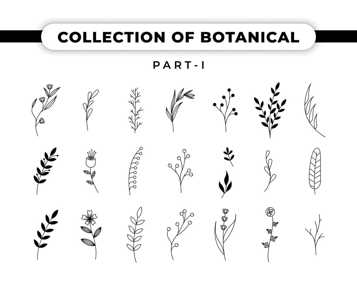 vektor samling av botaniska illustration