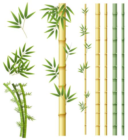 Set av bambu växt vektor
