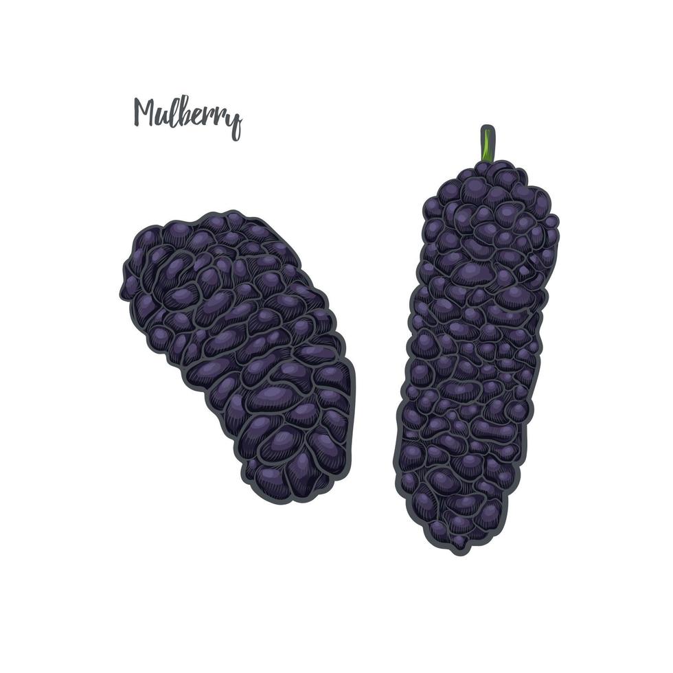 mulberry skiss vektorillustration. vektor