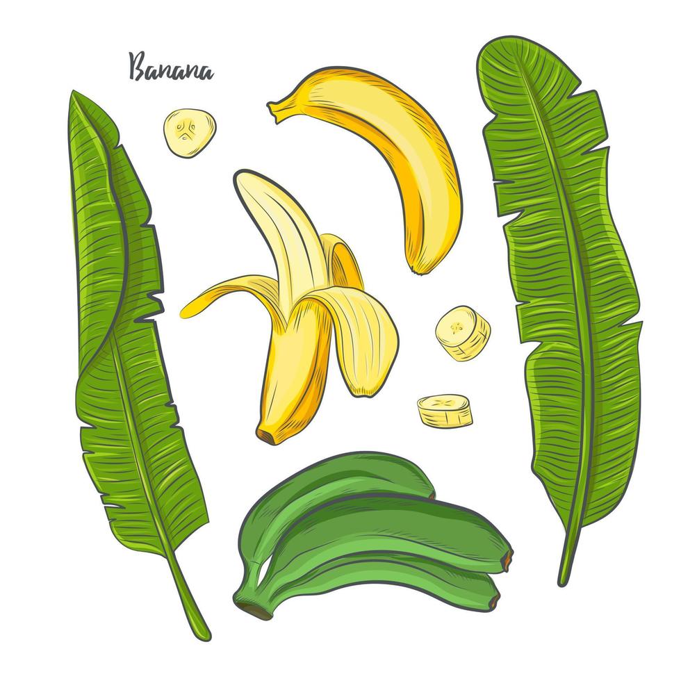 banan frukt skiss vektorillustration. vektor