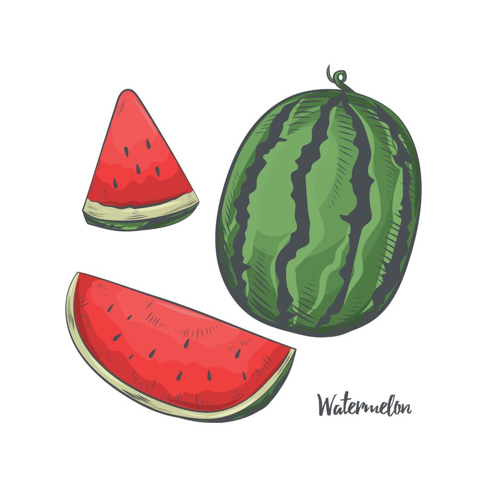 vattenmelon frukt skiss vektorillustration. vektor