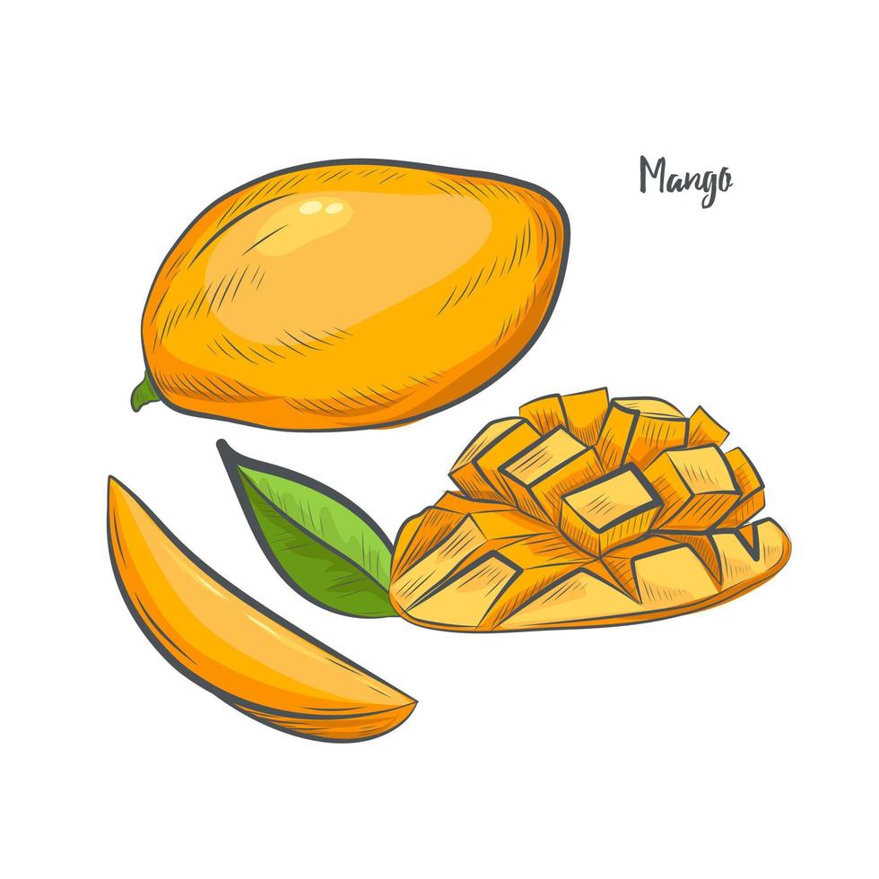 Mango-Frucht-Skizze-Vektor-Illustration. vektor