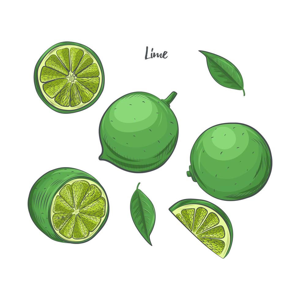 lime frukt skiss vektorillustration. vektor