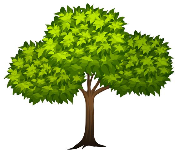 Ein Baum auf whote Hintergrund vektor