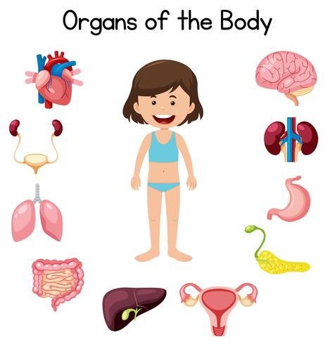 Organe des Körpers vektor