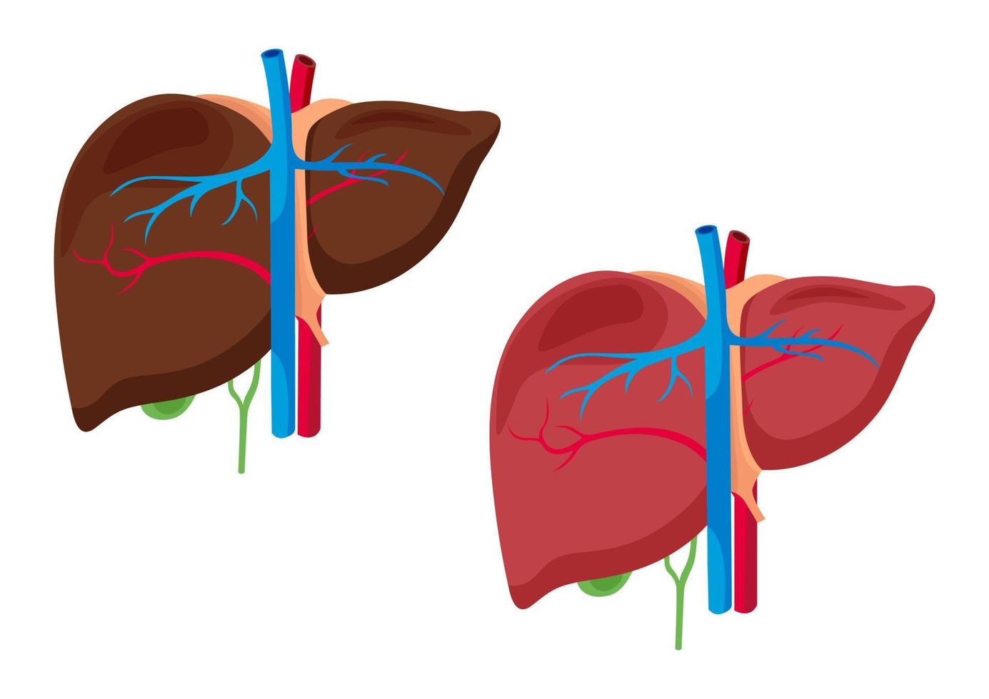 Aufbau der Leberanatomie. Leberorgan lokalisiert auf weißer Hintergrundvektorillustration vektor