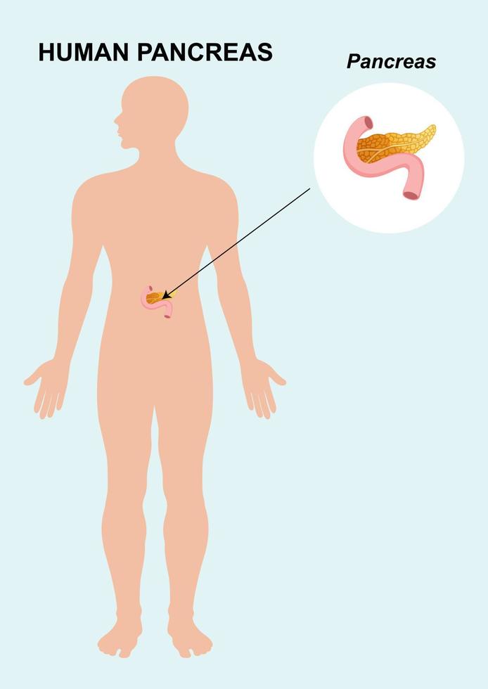 mänskliga bukspottkörtelns organanatomi. vektor illustration av bukspottkörteln organ isolerad på vit bakgrund