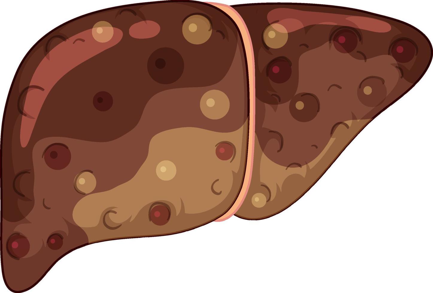 fibros lever på vit bakgrund vektor
