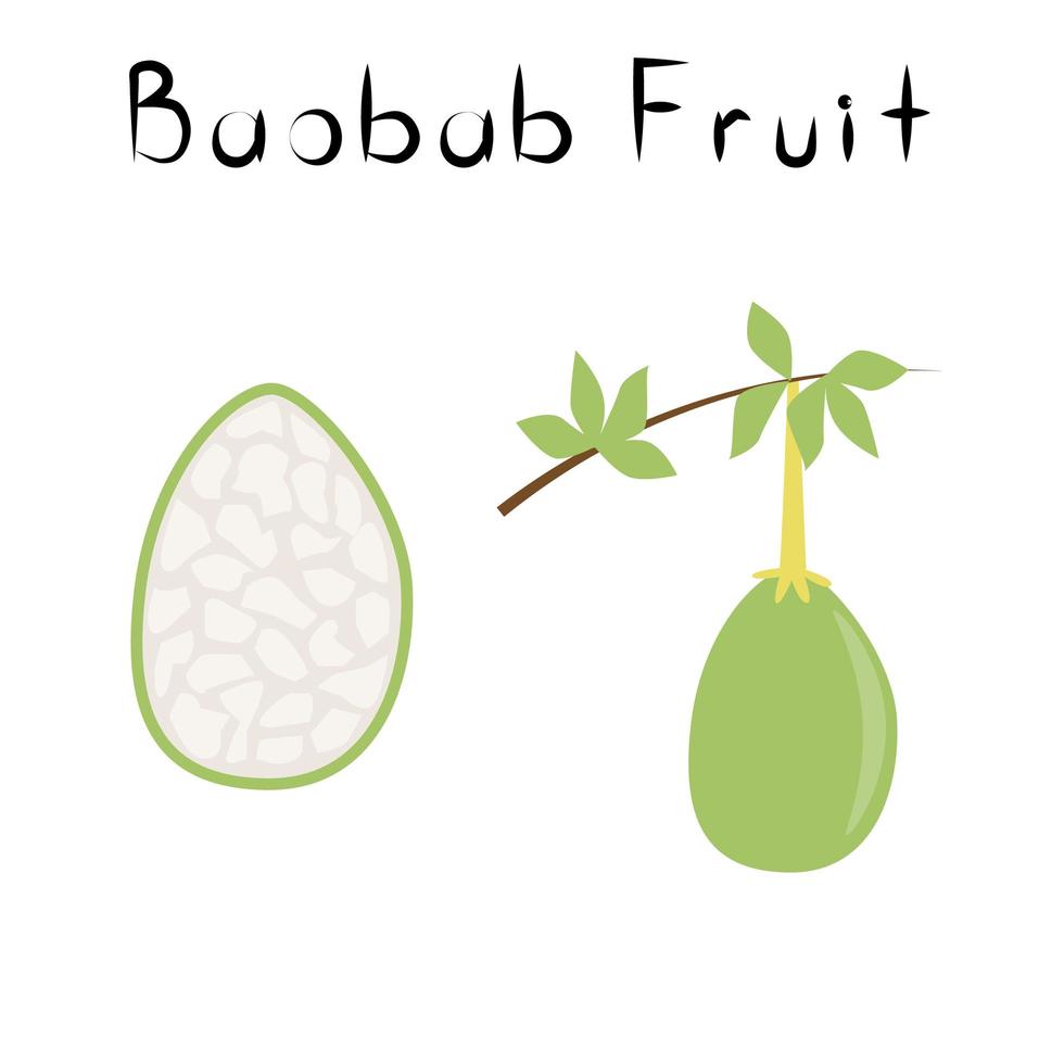 Baobab-Frucht. Gesundes Detox-Naturprodukt. biok Nahrungsergänzungsmittel Frucht. Superfood für die Homöopathie. Cartoon-Vektor-Illustration vektor