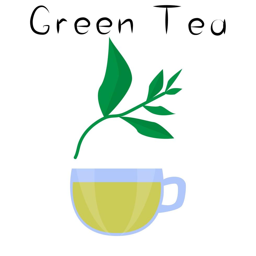 grönt te. hälsosam detox naturlig produkt. organik kosttillskott dryck. superfood, växt för homeopati. tecknad vektorillustration vektor