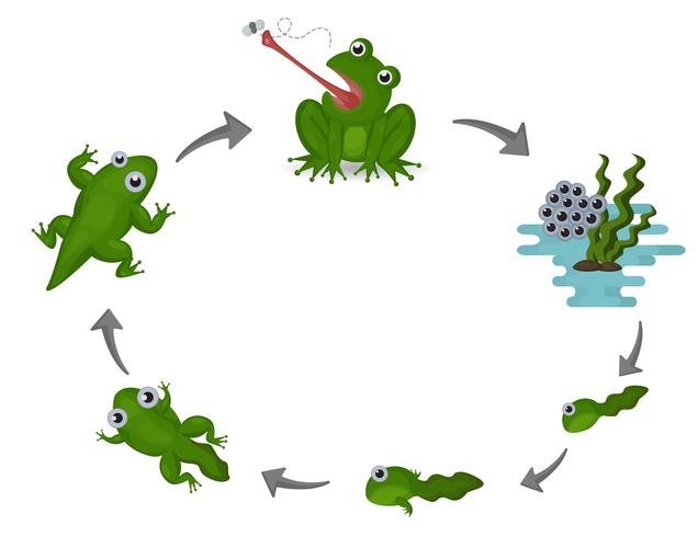 Lebenszyklus des Frosches vektor