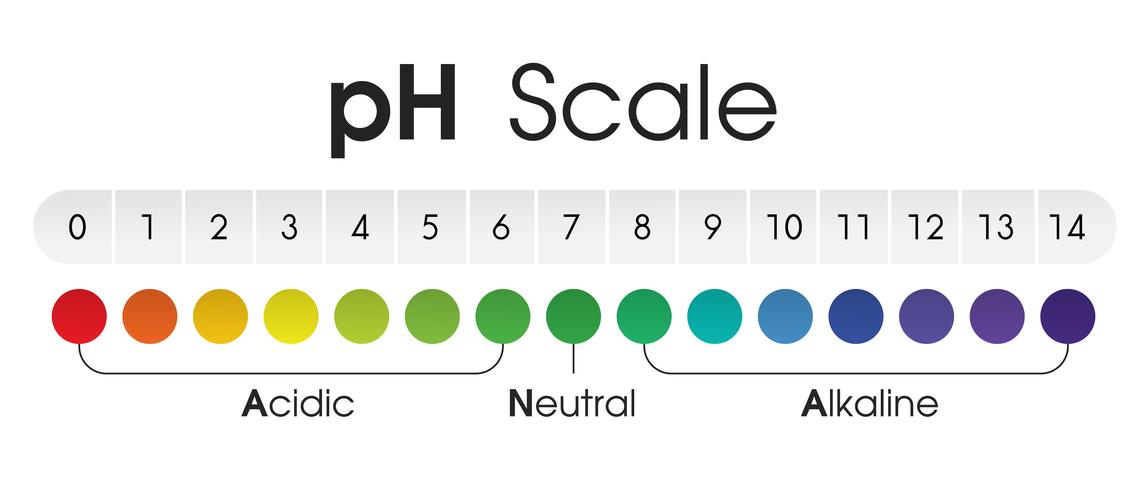 Diagrammet visar det sura, neutrala och alkaliska pH-värdet för olika vätskor och lösningsmedel. Vektor illustration.